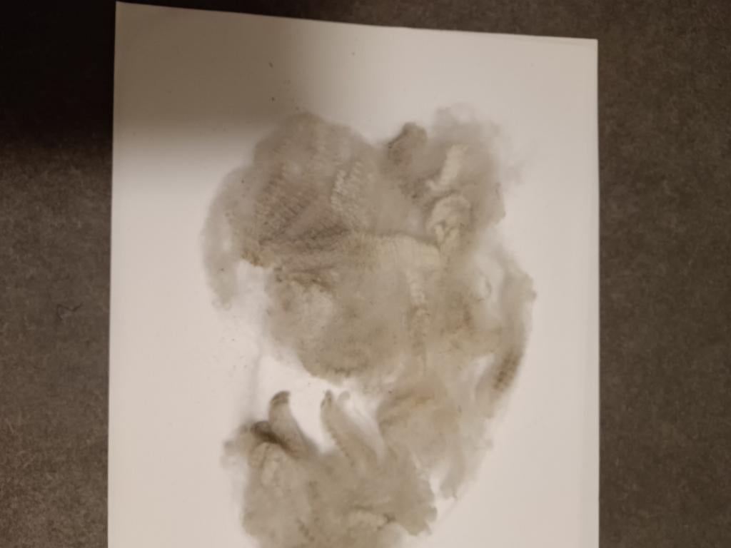 witte alpacawol. Niet gewassen., Hobby en Vrije tijd, Spinnewielen en Spinnen, Ophalen of Verzenden, Nieuw