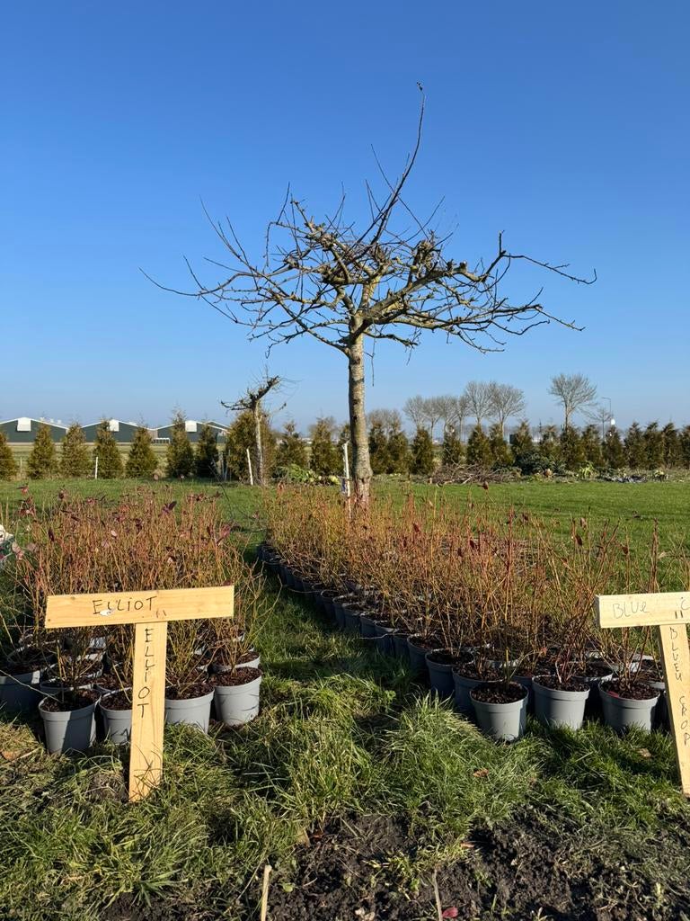 Blauwe bessen struiken C2, Ophalen of Verzenden, In pot, Overige soorten