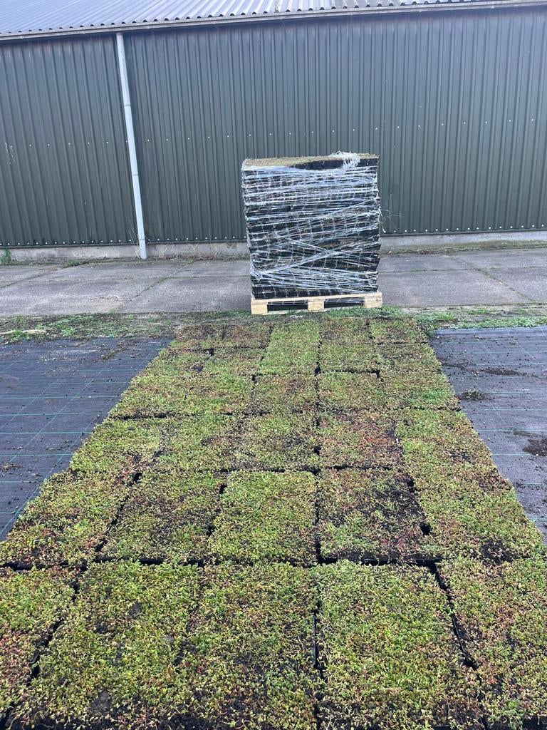 Sedum Direct van Kwekerij - Trays & Matten, Ophalen of Verzenden, Nieuw