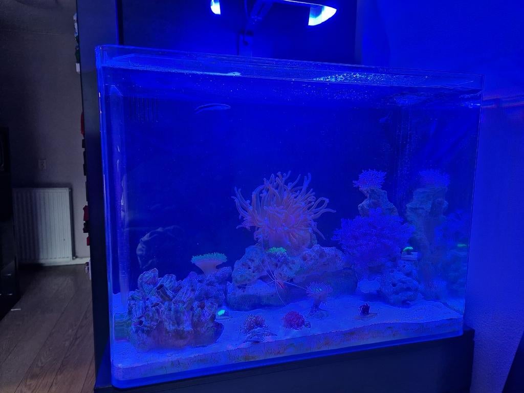 Zeeaquarium, Dieren en Toebehoren, Vissen | Aquaria en Toebehoren, Ophalen, Gevuld zeewateraquarium