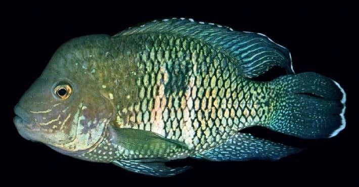 Zuid Amerikaanse Cichliden: Andinoacara stalsbergi Rio Pisco, Vis, Zoetwatervis