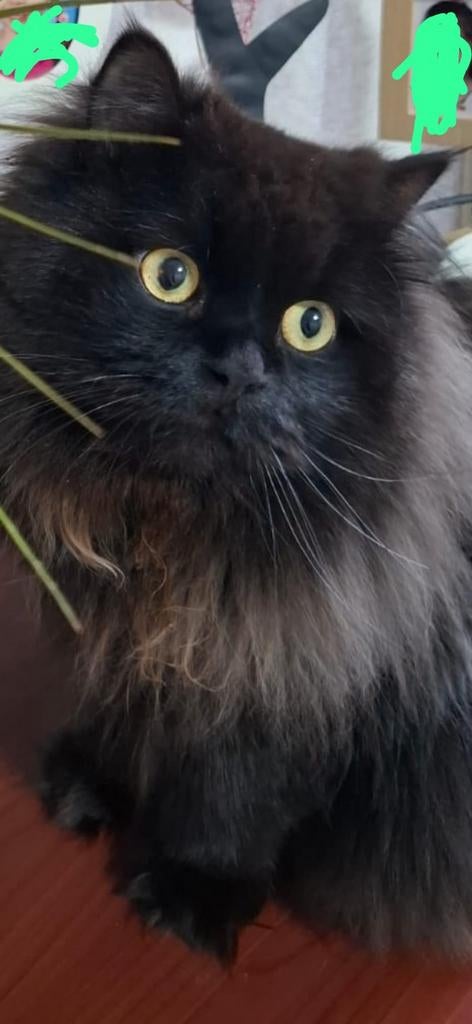 Katten, Dieren en Toebehoren, Kater, Ontwormd, 3 tot 5 jaar