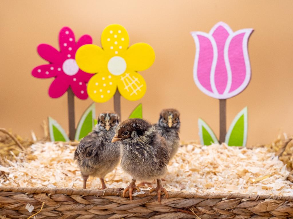 Jonge Barnevelder kuikens zilver gezoomd gesekst & ingeënt, Vrouwelijk, Kip