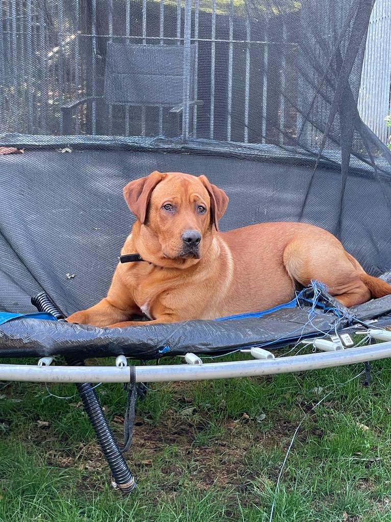 Labrador Dekreu Redfox met stamboom, Reu, Parvo, Eén hond, 3 tot 5 jaar