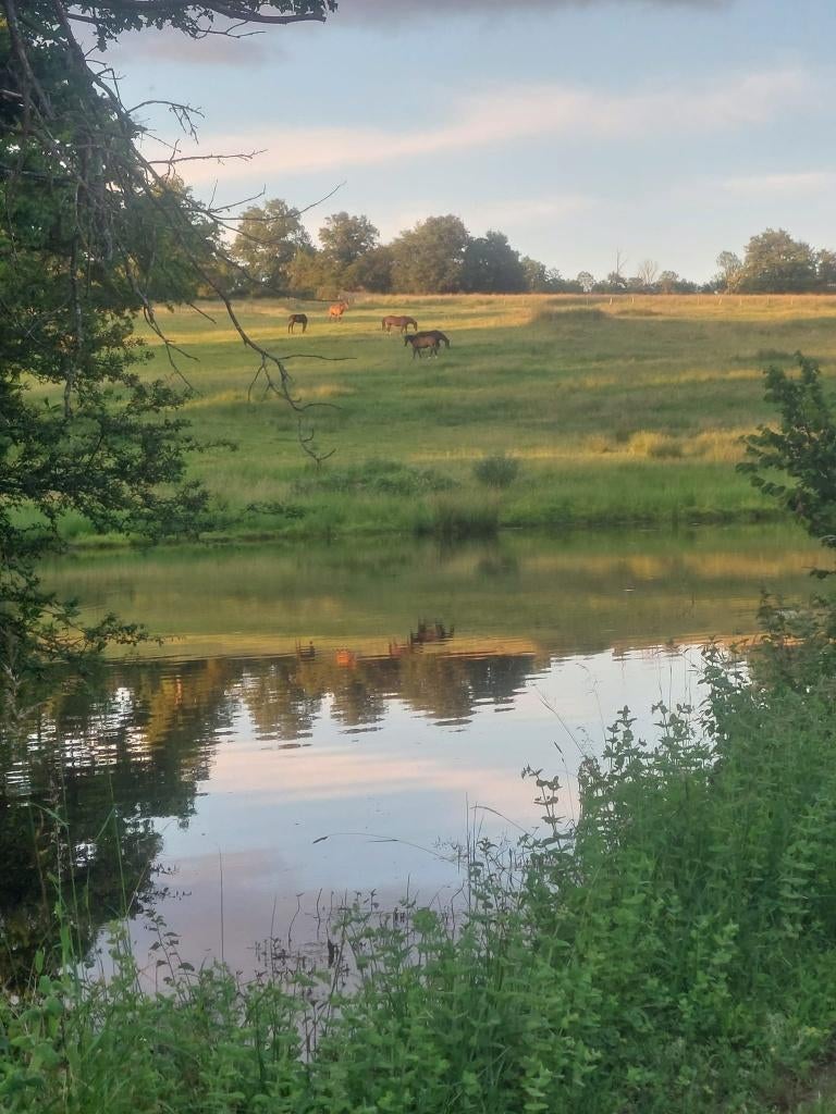 opfok en pensioenstal in frankrijk, Weidegang, 4 paarden of pony's of meer