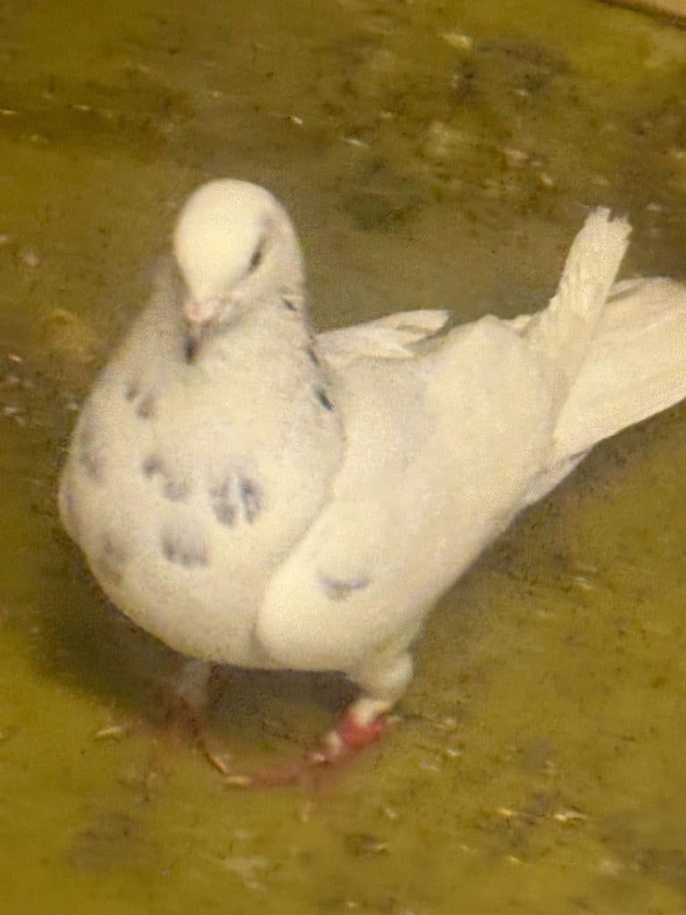 4 duiven, Dieren en Toebehoren, Vogels | Duiven