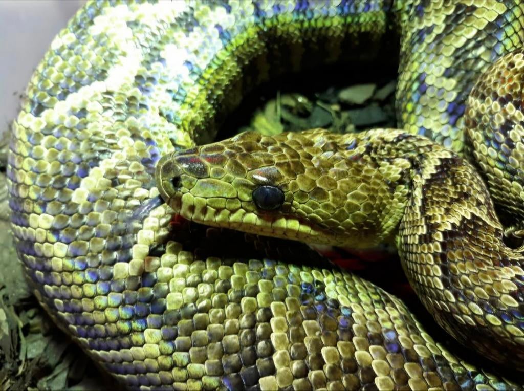 Epicrates angulifer 0.1 te koop Reticulated Python - female for sale from Venom