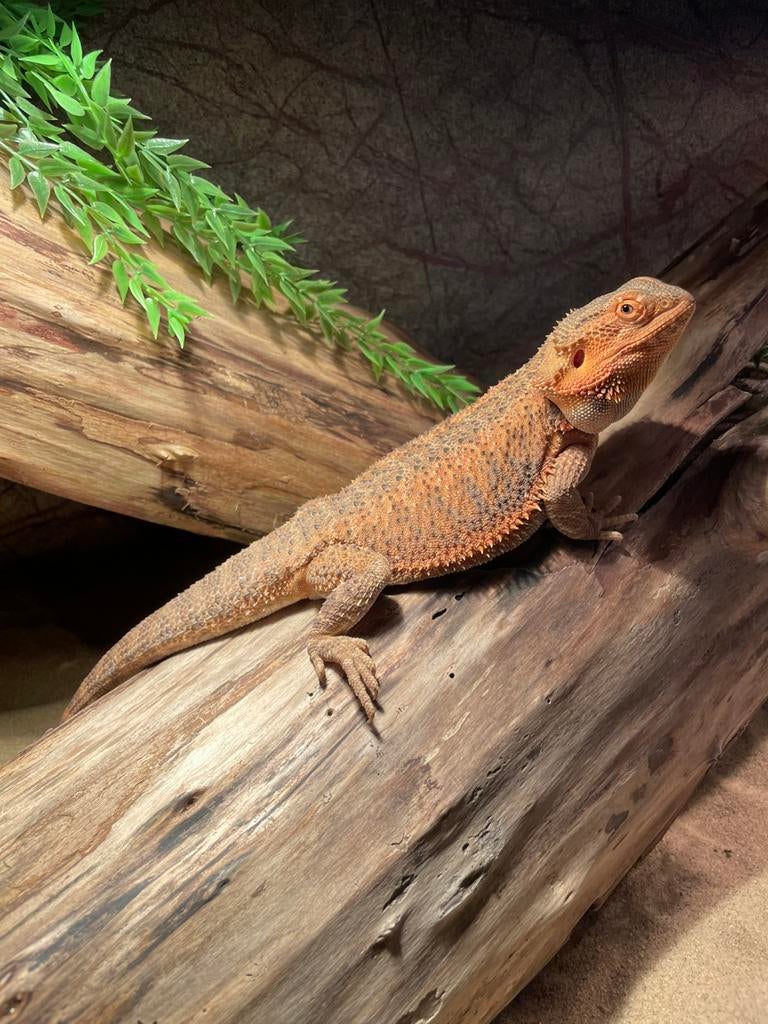 Baardagaam + mooi terrarium Bearded Dragon - unknown for sale from A.