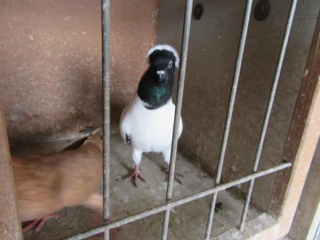 Sierduiven, Dieren en Toebehoren, Meerdere dieren, Overige soorten