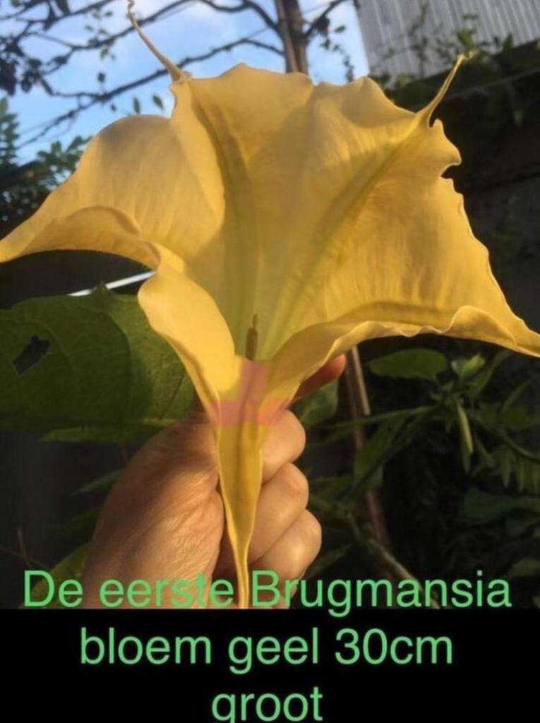 Biologische Brugmansia stekjes planten met 30cm grote bloem, Overige soorten, Ophalen of Verzenden, Minder dan 100 cm, Bloeiende kamerplant