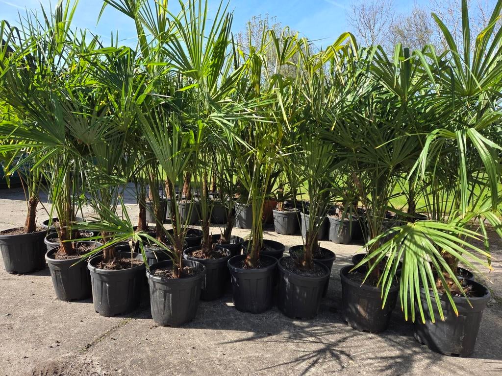 Trachycarpus fortunei winterharde palmbomen, Ophalen, Gehele jaar, Volle zon