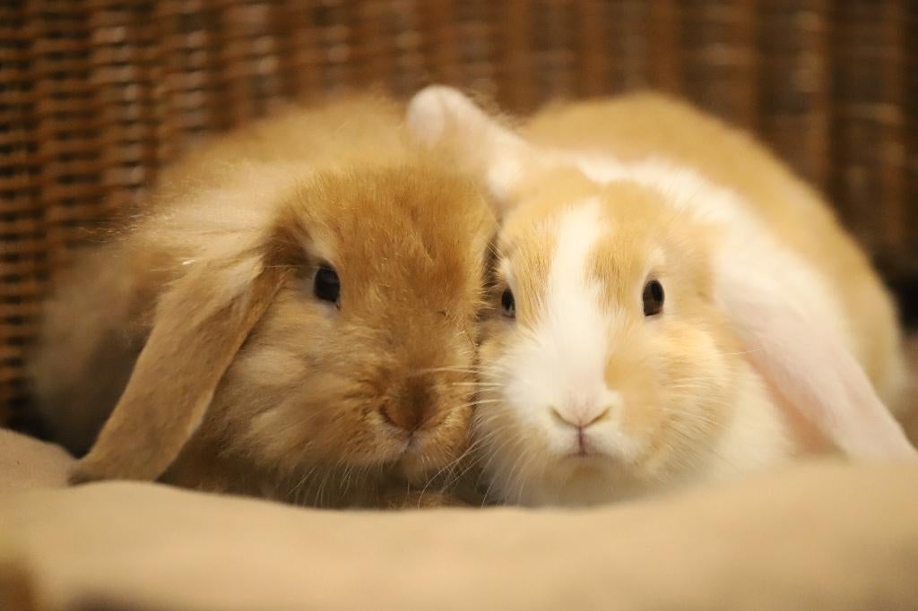 Hangoor dwergkonijnen | Jonge konijnen | Deskundig advies, Dieren en Toebehoren, Konijnen, Meerdere dieren, Dwerg, Hangoor, 0 tot 2 jaar
