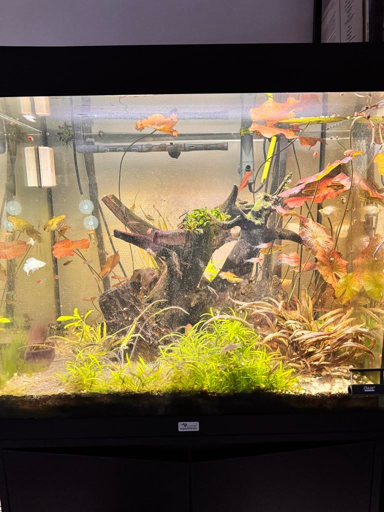 200L Aquarium met zuurstof tank, Ophalen of Verzenden, Zo goed als nieuw, Gevuld zoetwateraquarium