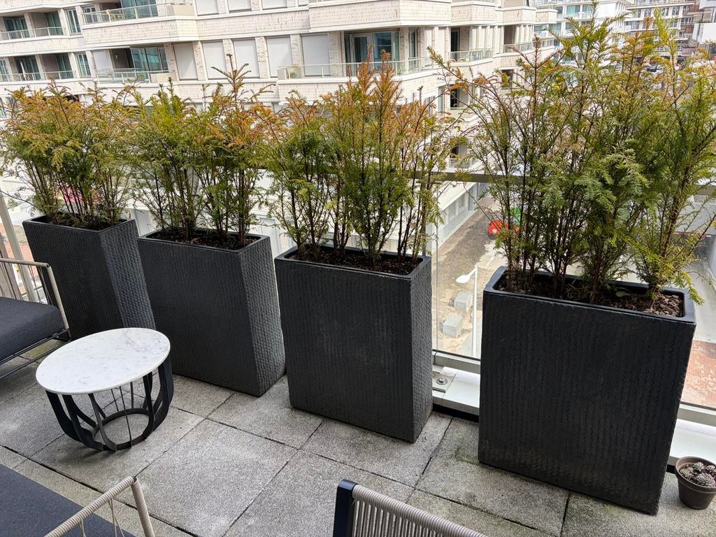4 Composieten plantenbakken met Chinese mammoetboom, Ophalen, Overige materialen, Gebruikt, Balkon