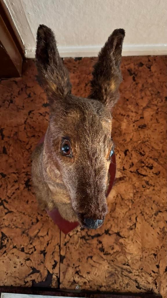 Vintage Opgezette Reekop - Unieke Wanddecoratie, Ophalen, Gebruikt