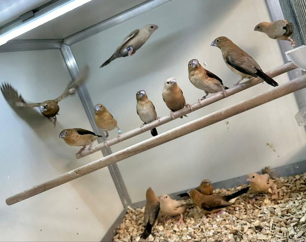 Gezocht tropen, kanaries en kromsnavels, Meerdere dieren