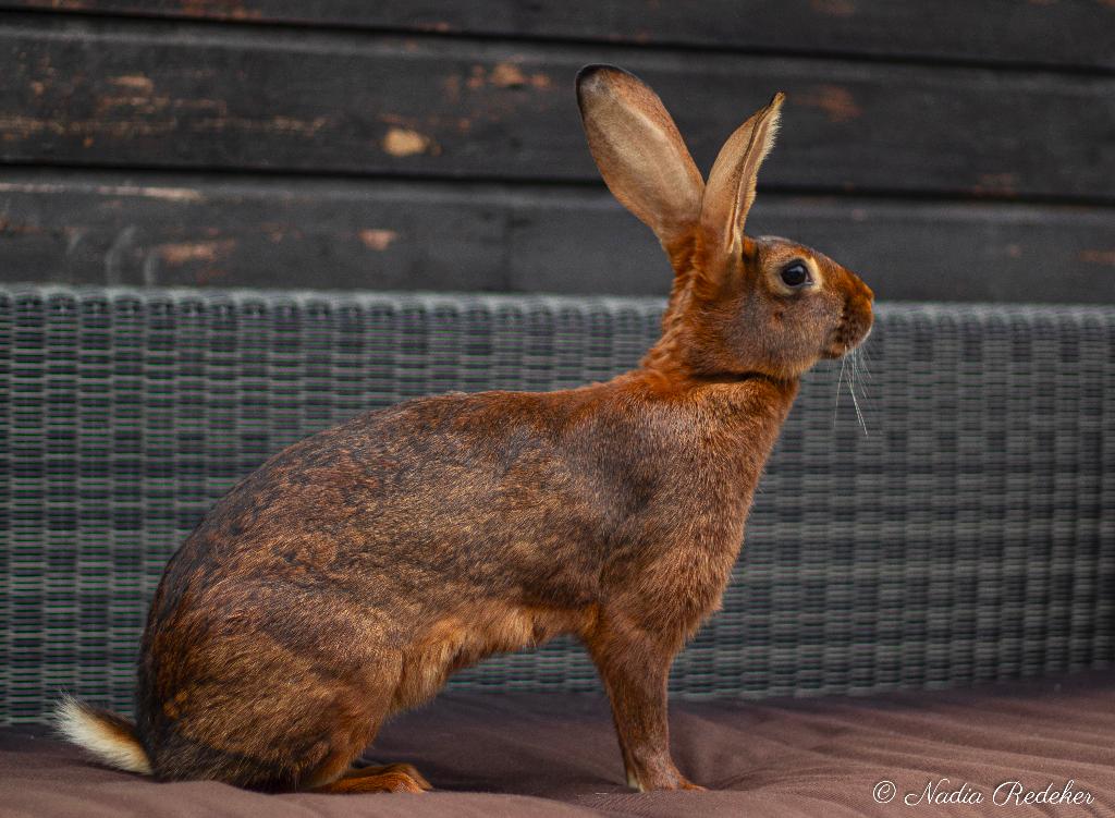 Gezocht razuivere Belgische haas voedster, Dieren en Toebehoren, Vrouwelijk, 0 tot 2 jaar