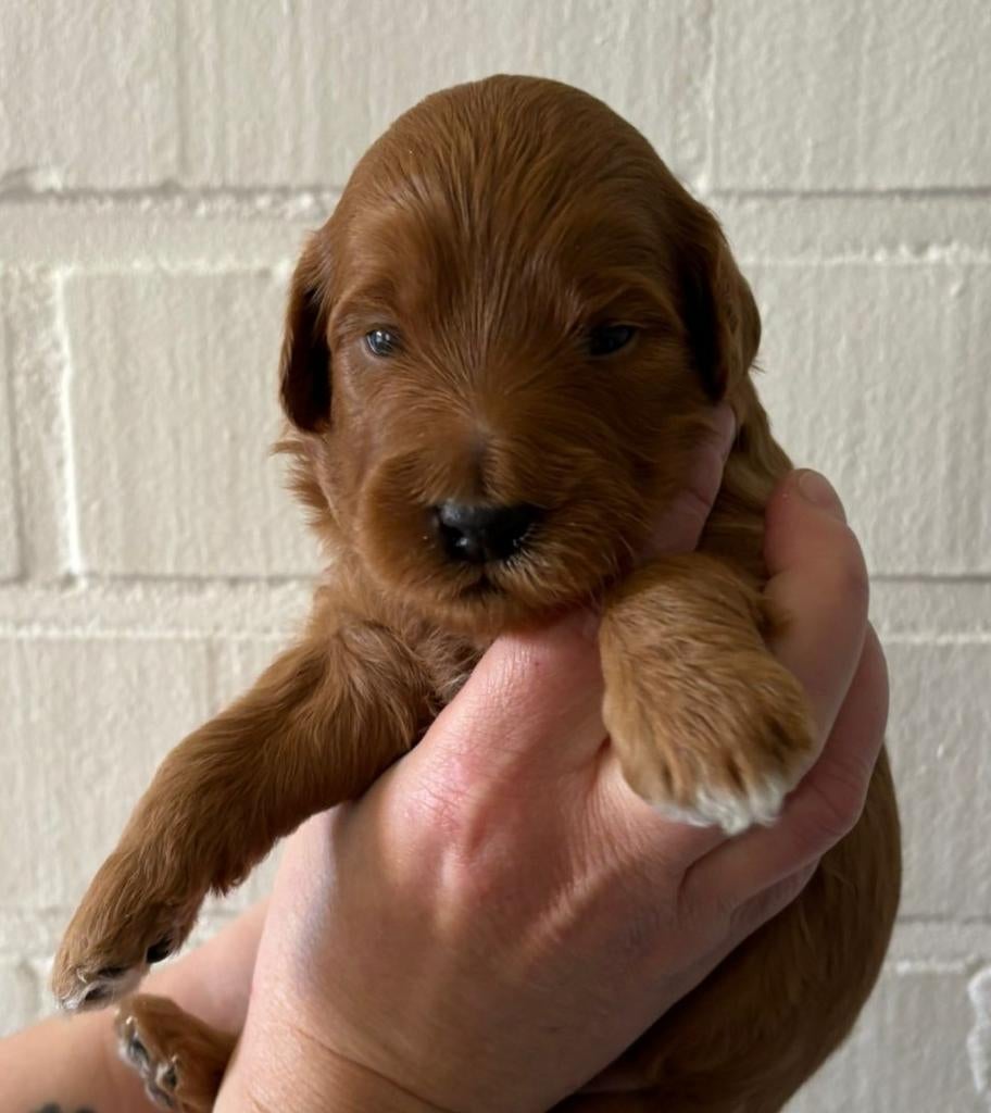 Mini Australian Labradoodle pups, Overige rassen, 8 tot 15 weken, Meerdere, Meerdere dieren