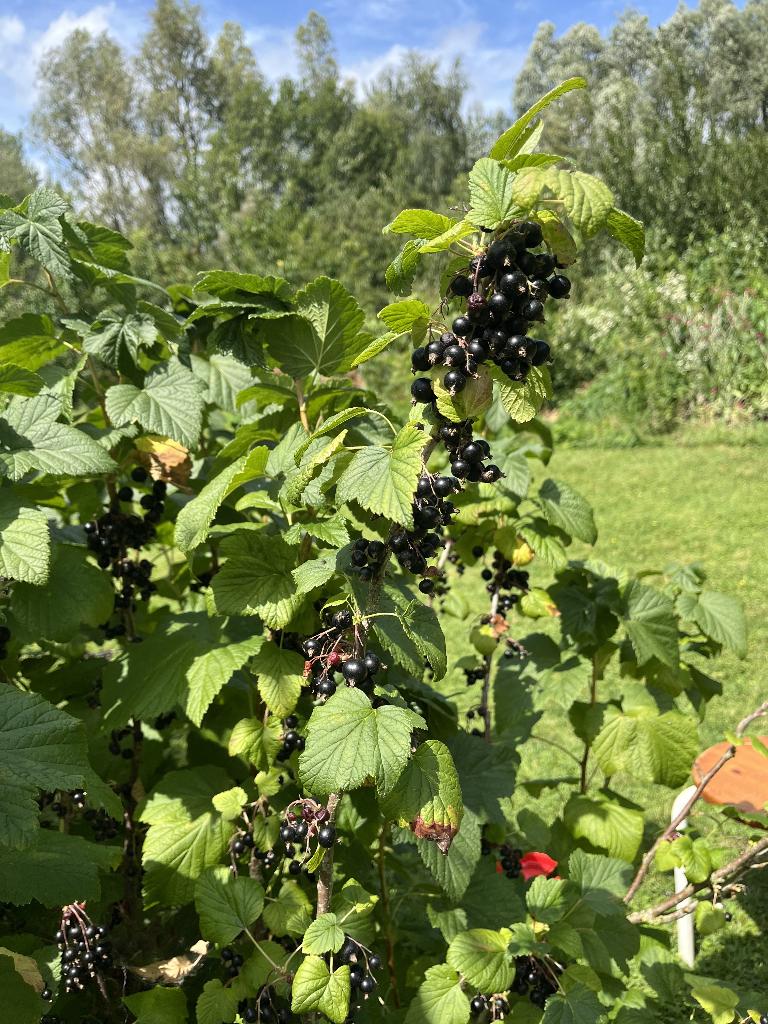 zwarte bes, ribes king edward bonte sierwilg, Ophalen, Overige soorten, Volle zon
