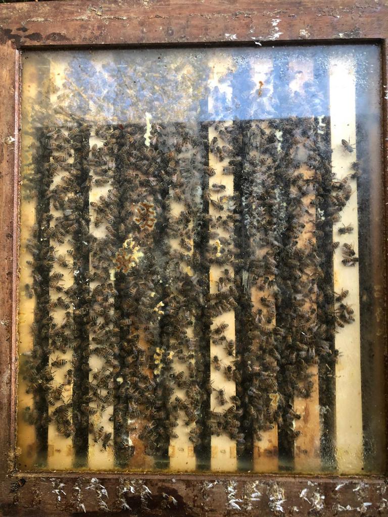 Buckfast bijenvolk, Bijen