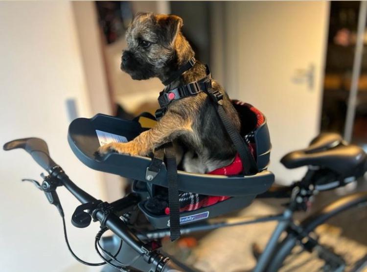 Buddyrider hondenstoeltje voorop de fiets, Ophalen of Verzenden, Nieuw