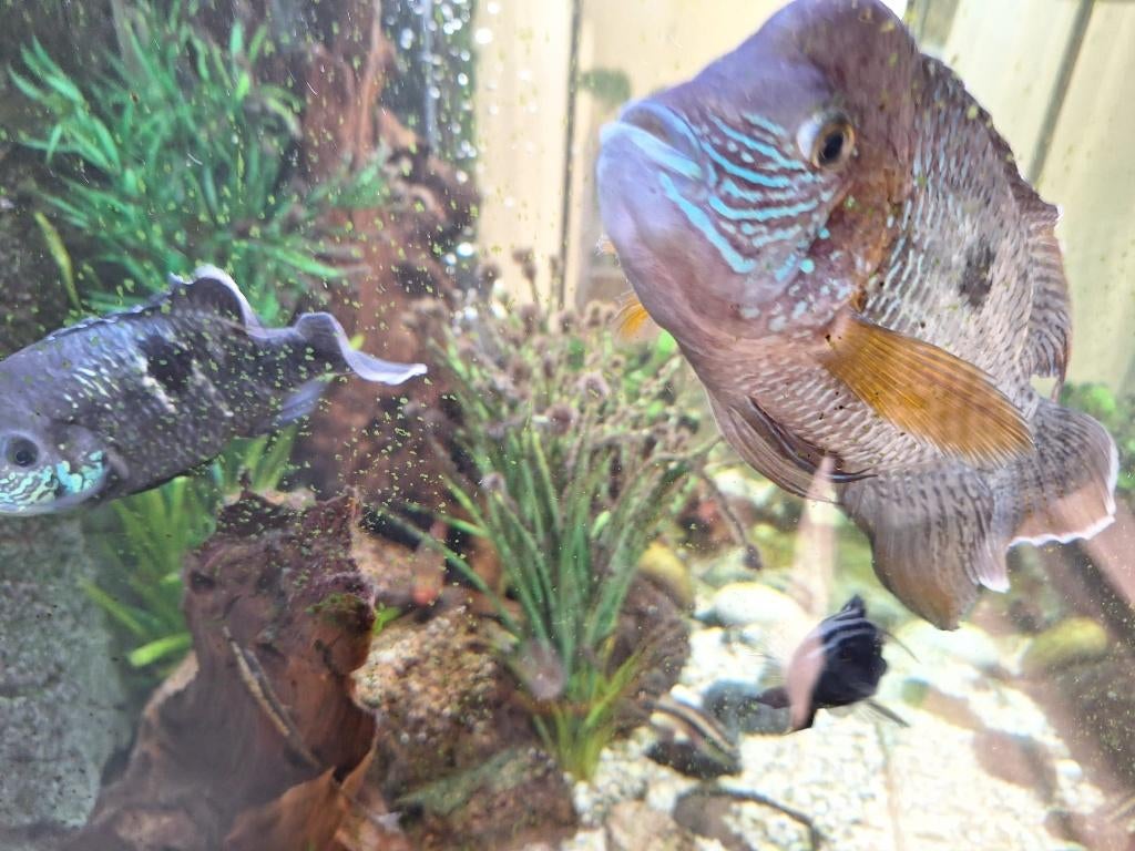 Tropische Ciclyde vissen, Dieren en Toebehoren, Vissen | Aquariumvissen, Vis, Zoetwatervis