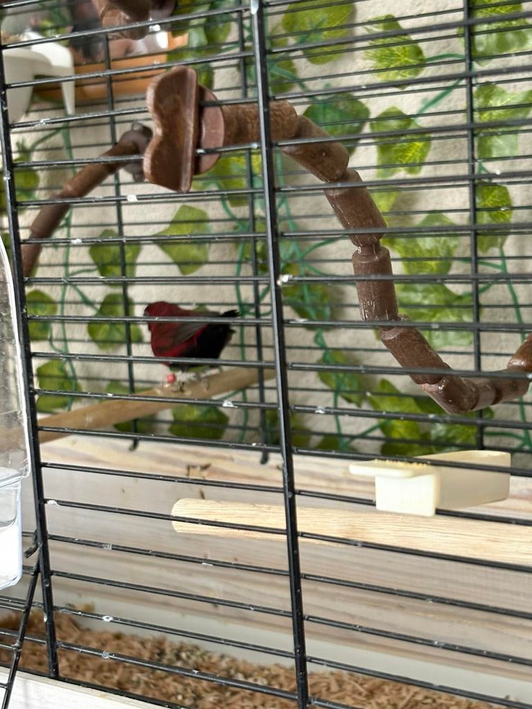 Zwartbuik amarant, Mannelijk