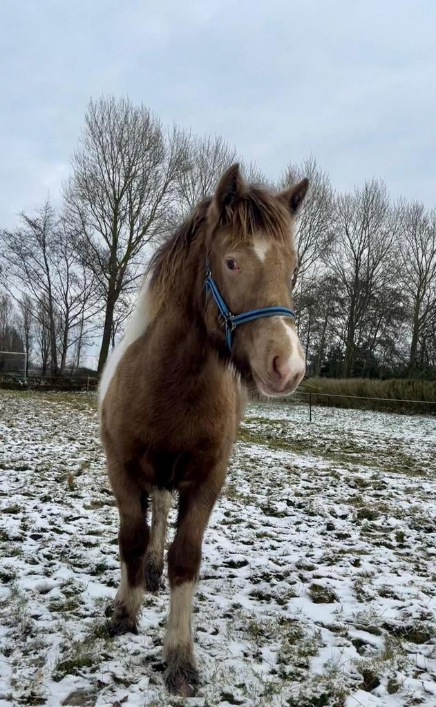 Speelplekje gezocht voor merrie jaarling., Opfok