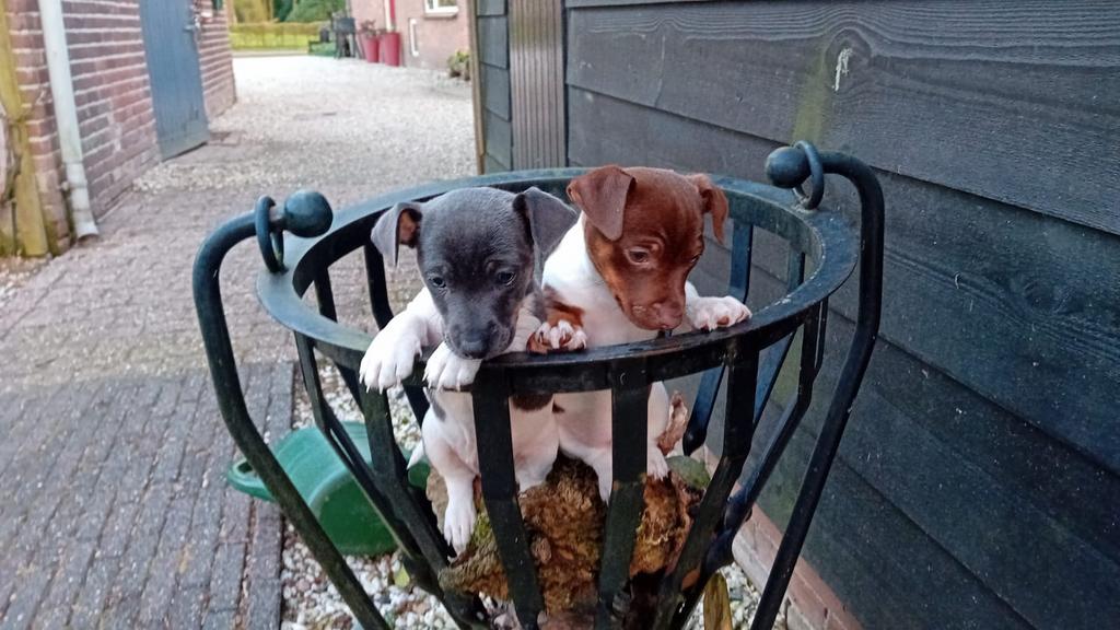 Super lieve Jack Russell pups, Jack Russell Terriër, 8 tot 15 weken, Meerdere, Meerdere dieren