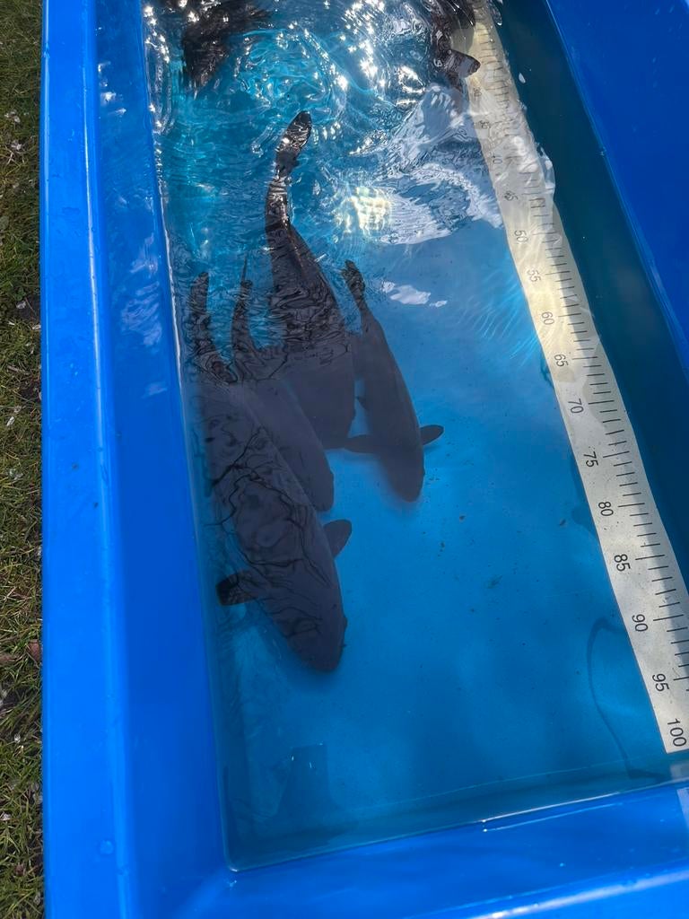 7 koi karpers, Dieren en Toebehoren, Vissen | Vijvervissen, Karper of Koi