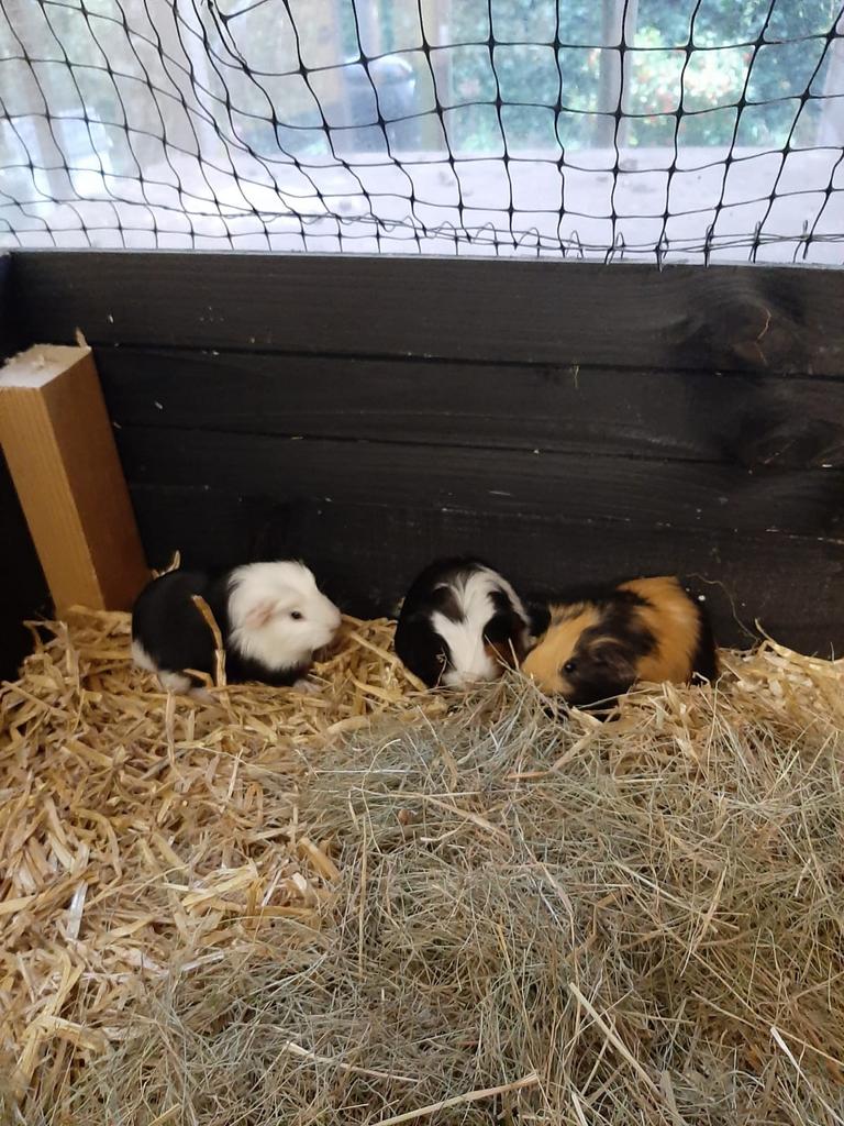 Cavia’s(mannetjes), Februari, Mannelijk, Cavia