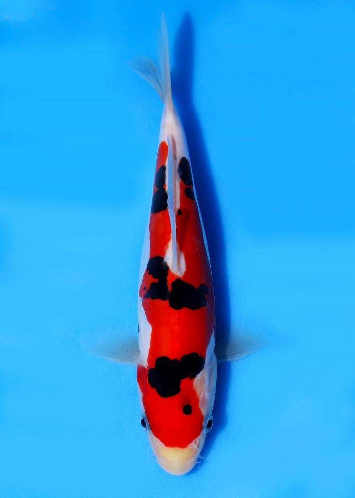 Vhq doitsu sanke, Karper of Koi