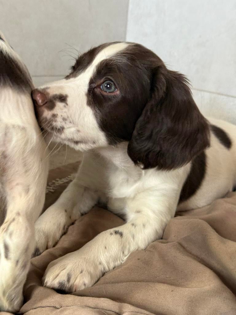 Engelse Springer Spaniël pups, Dieren en Toebehoren, Honden | Retrievers, Spaniëls en Waterhonden, Parvo, 8 tot 15 weken, Meerdere