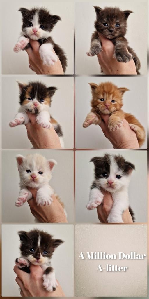 Mooie Maine coon kittens beschikbaar 🎀, Kater, Gechipt, 0 tot 2 jaar