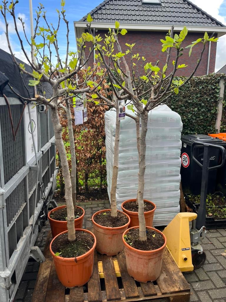 Prachtige overjarige dikke vijgen boom, Overige soorten, 100 tot 250 cm, Zomer, Ophalen