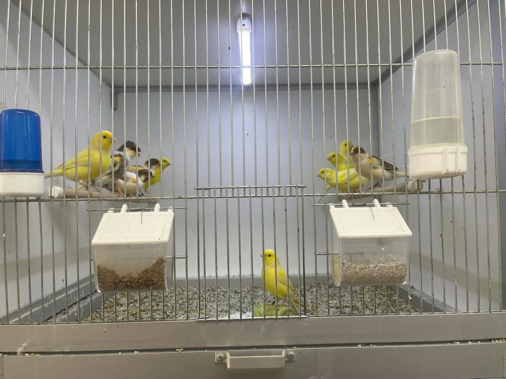 Kanarie en harlekijn 2025, Meerdere dieren, Kleurkanarie