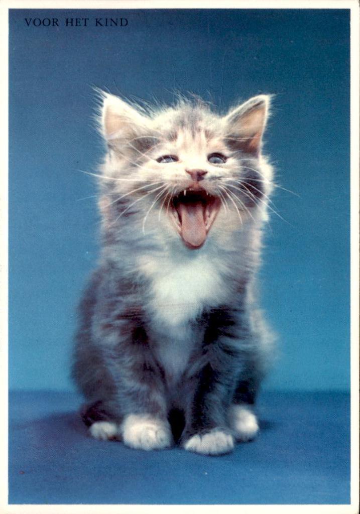Voor het kind, 1 poes,Walter Chandoha, Verzenden, 1960 tot 1980, Ongelopen, Hond of Kat