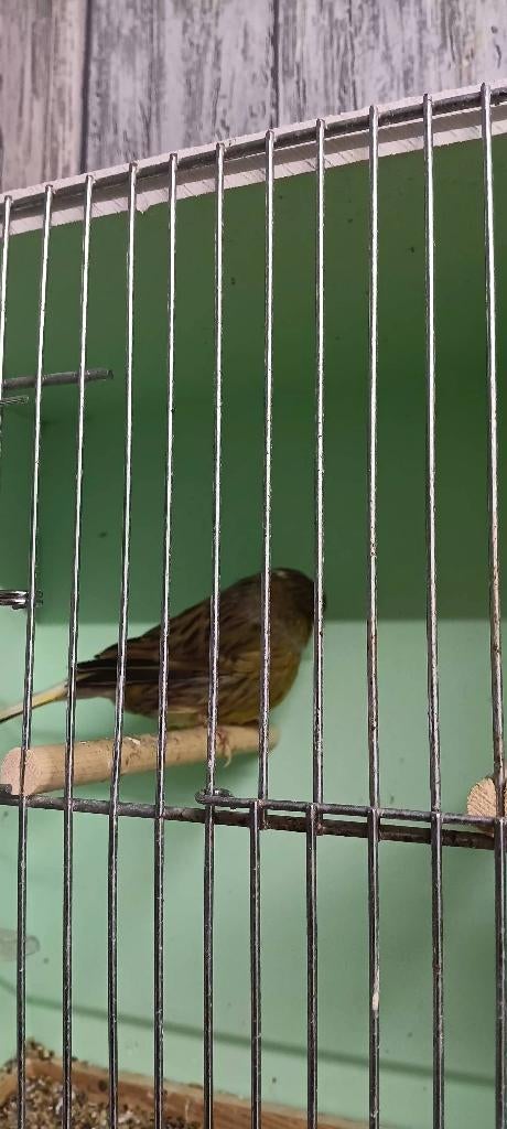 Glosters consort, Dieren en Toebehoren, Mannelijk, Postuurkanarie