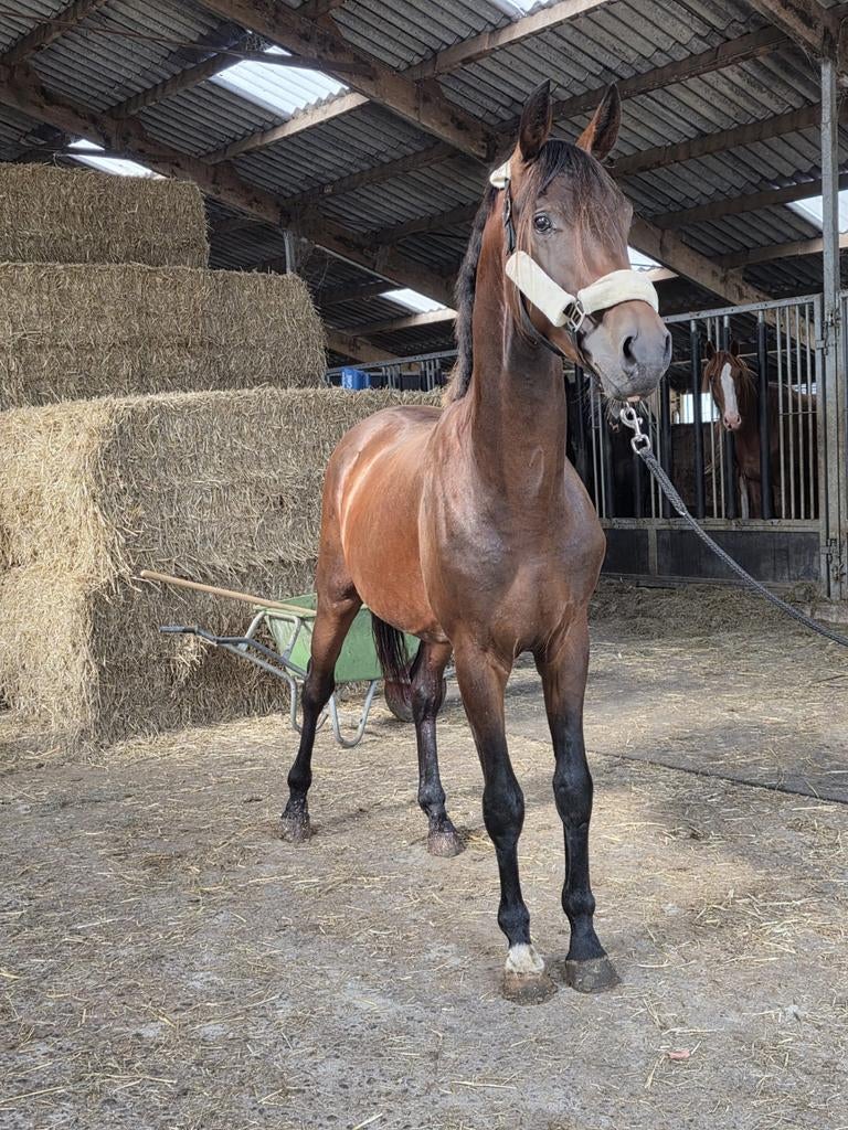 3- jarige ruin (Kyton x Indian Rock), Dieren en Toebehoren, Paarden, Met stamboom, Ruin, Dressuurpaard, 3 tot 6 jaar