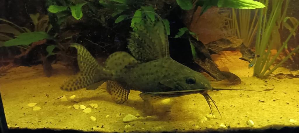 Synodontis Eupterus, Vis