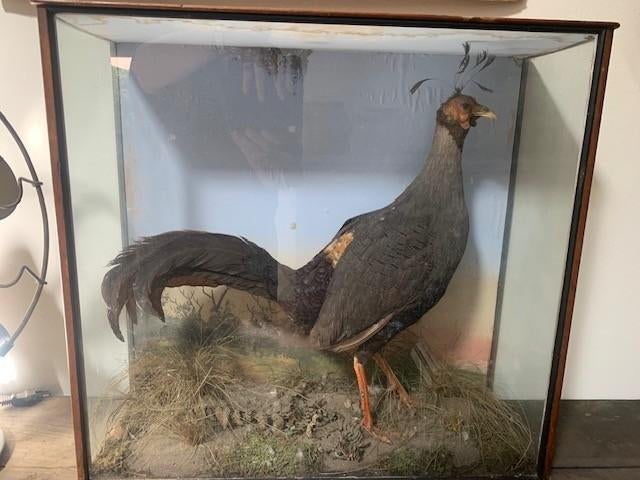 oude vuurrug-fazant in oude vitrine kast, Ophalen, Gebruikt, Vogel, Opgezet dier