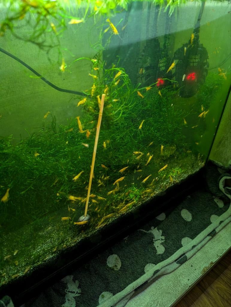 Javamos 100ml bakje vol, Dieren en Toebehoren, Vissen | Aquaria en Toebehoren, Ophalen of Verzenden, Plant(en), Steen of Hout