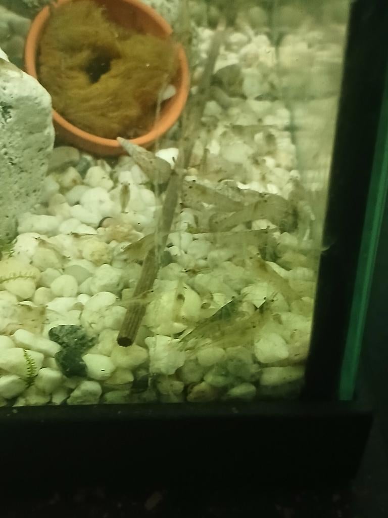 Doorzichtige garnalen, Ophalen of Verzenden, Nieuw, Overige typen