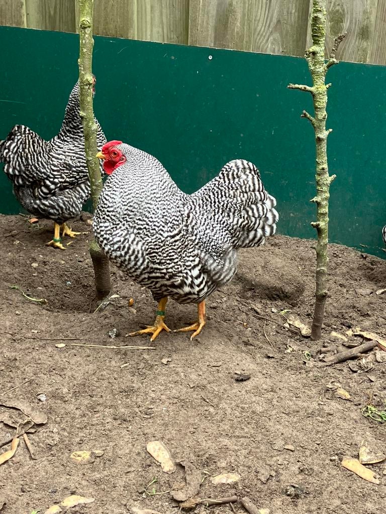 Wyandotte kriel haan gestreept, Dieren en Toebehoren, Pluimvee, Mannelijk, Kip