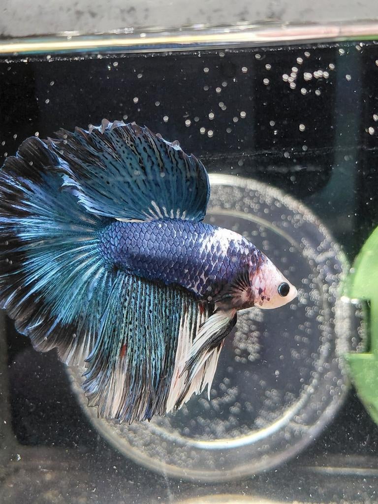 Mega betta halfmoon man, Vis