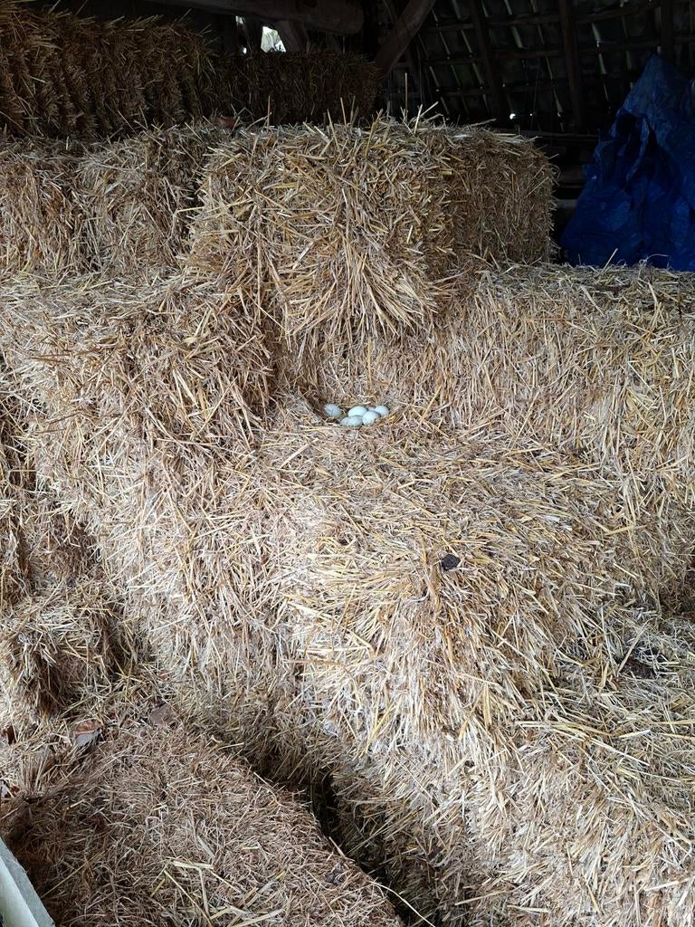 Gerste stro, Ophalen of Verzenden, Vee