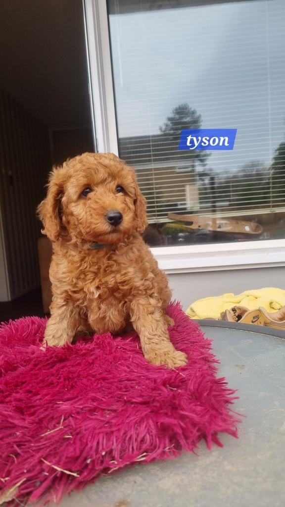 Toy poedel pup, Poedel, 8 tot 15 weken, Meerdere, Meerdere dieren