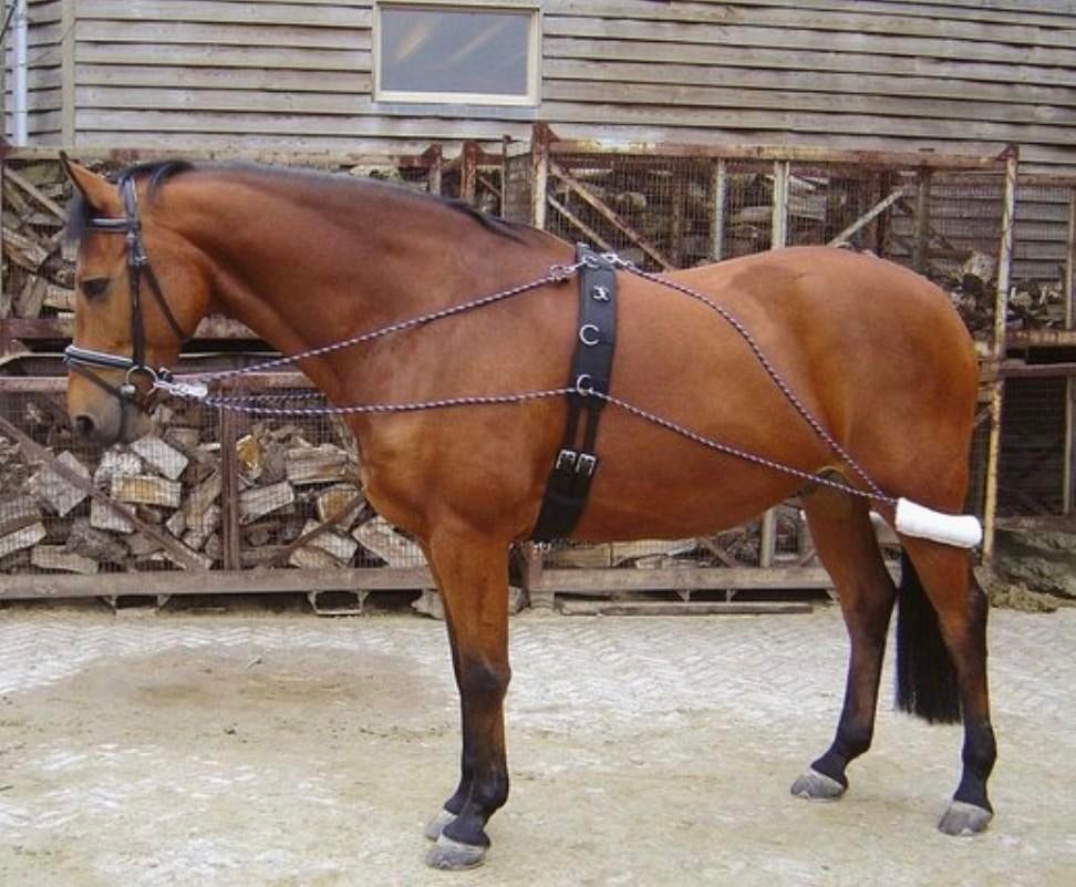 Pessoa longeerhulp, Dieren en Toebehoren, Ophalen of Verzenden, Overige soorten