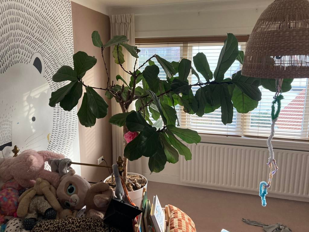 Ficus lyrata, Ophalen, Ficus, Volle zon, 200 cm of meer