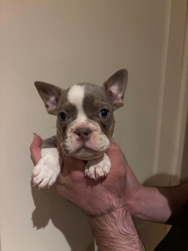 Super lieve Franse Bulldog pupjes, Dieren en Toebehoren, Honden | Bulldogs, Pinschers en Molossers, België, Particulier, 8 tot 15 weken